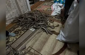 БҚО-да полиция қызметкерлері 217 ақбөкен мүйізін тәркіледі