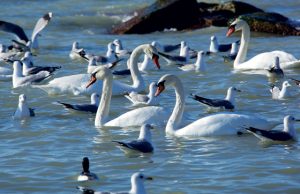 Маңғыстауда 600-ден астам өлі аққу табылды