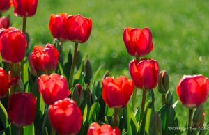 «Уақыт келді». Қазақстанда Жаңа жылды көктемде тойлау ұсынылды