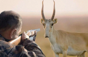 Киіктің киесі