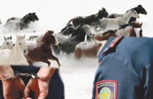 Батыс Қазақстанда 62 ірі қараны қолды қылған қылмыстық топ ұсталды