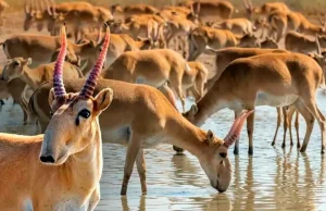 Киік ату тоқтады. Ары қарай не болмақ?