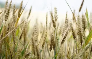 Ауыл шаруашылығы министрлігі бидай мен күріш дақылдарын егуді қысқартады