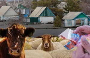 БҚО-да шығынға ұшыраған 1 200-ге жуық мал басы үшін өтемақы толықтай төленді