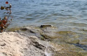 Қытайлық ғалымдар Арал даласын көгалдандыруды көздеп отыр