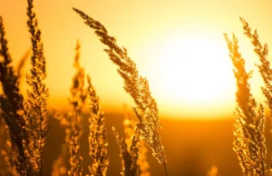 Қазақстанда аптап ыстық болады