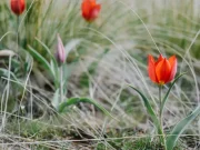 Гүл терген үшін 13 миллион теңге айыппұл салынуы мүмкін?