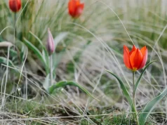 Гүл терген үшін 13 миллион теңге айыппұл салынуы мүмкін?