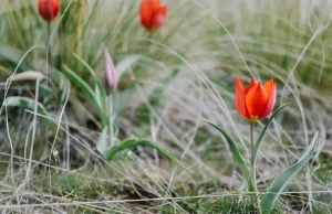 Гүл терген үшін 13 миллион теңге айыппұл салынуы мүмкін?