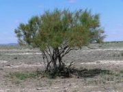 МЕМЛЕКЕТТІ МАЙШЕЛПЕК КӨРЕТІНДЕР КӨП