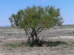 МЕМЛЕКЕТТІ МАЙШЕЛПЕК КӨРЕТІНДЕР КӨП