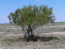 МЕМЛЕКЕТТІ МАЙШЕЛПЕК КӨРЕТІНДЕР КӨП