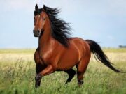ҚАЗАҚ АРМАНЫ — МАҚСАТТАН ӘРЕКЕТКЕ!